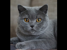 https://image.noelshack.com/fichiers/2021/21/4/1622122031-british-shorthair-1.jpg