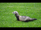https://image.noelshack.com/fichiers/2021/21/7/1622369304-maladie-furet-094014.jpg