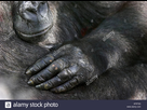 https://image.noelshack.com/fichiers/2021/21/7/1622377748-gorille-gorilla-gorilla-gorilla-de-la-main-zoologischer-garten-wuppertal-af9t3g.jpg