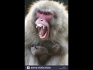 https://image.noelshack.com/fichiers/2021/22/1/1622467585-macaque-japonais-snow-monkey-macaca-fuscata-des-cris-voir-de-ses-dents-ab84x3.jpg