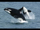 https://image.noelshack.com/fichiers/2021/22/3/1622635405-290px-killerwhales-jumping.jpg