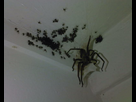 https://image.noelshack.com/fichiers/2021/23/3/1623201357-andy-lock-spiders.jpg