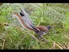 https://image.noelshack.com/fichiers/2021/23/3/1623250114-superb-lyrbird-in-scrub-edit2.jpg