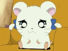 https://image.noelshack.com/fichiers/2021/23/5/1623416418-1622745646-hamtaro6.jpg