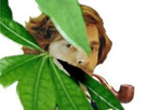 https://image.noelshack.com/fichiers/2021/23/7/1623586844-ainsi-quelque-chose-se-trame.jpg