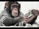 https://image.noelshack.com/fichiers/2021/24/5/1624030210-monkey-money-1140x480.jpg