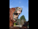https://image.noelshack.com/fichiers/2021/24/6/1624059765-95958614-cheval-qui-rit-image-meme-animal-drole-d-un-cheval-hennissant-gros-plan-des-dents-et-de-la-bouche-du-c.jpg