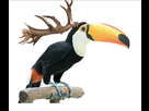 https://image.noelshack.com/fichiers/2021/24/6/1624103233-toucan-cerf.png