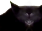 https://image.noelshack.com/fichiers/2021/25/6/1624726248-doggo.jpg