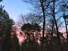 https://image.noelshack.com/fichiers/2021/25/7/1624814610-foret-de-fontainebleau-crepuscule.jpg