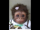 https://image.noelshack.com/fichiers/2021/26/1/1624848990-13683fae48aa66507bd6ea2e8a73b4c4-cute-monkey-cute-baby-monkey.jpg