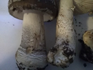 https://image.noelshack.com/fichiers/2021/26/4/1625171748-amanita-spissa-pied.jpg