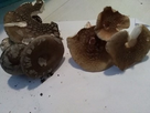 https://image.noelshack.com/fichiers/2021/26/4/1625172309-amanita-spissa-vs-amanita-rubescens-1.jpg