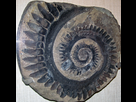 https://image.noelshack.com/fichiers/2021/26/7/1625388815-1200px-helicoprion-tooth-whorl.jpg