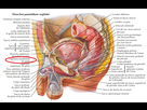 https://image.noelshack.com/fichiers/2021/27/3/1625673084-ligament-fundiforme.png