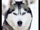 https://image.noelshack.com/fichiers/2021/27/4/1625773127-siberian-husky.jpg