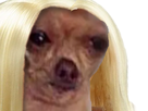 https://image.noelshack.com/fichiers/2021/27/5/1625826137-chienbetty.png