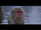 https://image.noelshack.com/fichiers/2021/27/6/1625920753-japan-snow-monkey-768x353.png