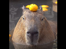 https://image.noelshack.com/fichiers/2021/28/1/1626099367-capybara-san3.jpg