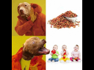 https://image.noelshack.com/fichiers/2021/28/2/1626189563-shitbull-diet.jpeg