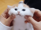 https://image.noelshack.com/fichiers/2021/28/2/1626200044-petit-chaton-d-amour.gif