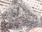 https://image.noelshack.com/fichiers/2021/28/2/1626200494-petiiiiit-chaton.gif