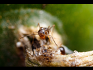 https://image.noelshack.com/fichiers/2021/28/3/1626257574-ant-1.jpg