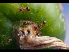 https://image.noelshack.com/fichiers/2021/28/3/1626257574-ant-2.jpg