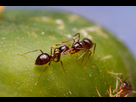https://image.noelshack.com/fichiers/2021/28/3/1626257574-ant.jpg