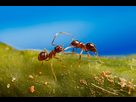 https://image.noelshack.com/fichiers/2021/28/3/1626257623-ant-6.jpg