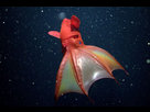 https://image.noelshack.com/fichiers/2021/28/3/1626287638-vampyroteuthis-infernalis3.jpg