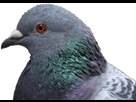 https://www.noelshack.com/2021-28-4-1626305153-1545429101-pigeon.png
