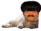 https://image.noelshack.com/fichiers/2021/29/5/1626999961-1626898401-42-427622-cat-png-transparent-png.png