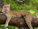 https://image.noelshack.com/fichiers/2021/29/5/1627035803-leopard-de-lesquen2.jpg