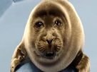 https://image.noelshack.com/fichiers/2021/30/2/1627416160-niko-the-baikal-seal.png