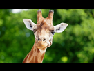 https://image.noelshack.com/fichiers/2021/30/3/1627502835-une-girafe-curiokids-678x381.jpg