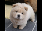 https://image.noelshack.com/fichiers/2021/30/6/1627755084-bebe-chowchow.jpg