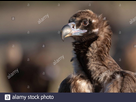 https://image.noelshack.com/fichiers/2021/31/7/1628441115-cinereous-vulture-aegypius-monachus-portrait-spain-extremadura-2d5007h.jpg