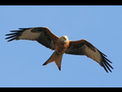 https://image.noelshack.com/fichiers/2021/31/7/1628441383-red-kite.jpg