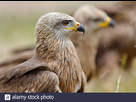 https://image.noelshack.com/fichiers/2021/31/7/1628441429-black-kite-milvus-migrans-portrait-2beprrw.jpg