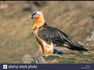 https://image.noelshack.com/fichiers/2021/31/7/1628441529-bearded-vulture-gypaetus-barbatus-adult-pyrenees-spain-x32dj9.jpg