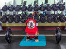 https://image.noelshack.com/fichiers/2021/31/7/1628448312-dogs-jumeirah-max-pumps-some-iron-cr-courtesy.jpg