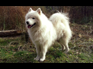 https://image.noelshack.com/fichiers/2021/32/3/1628657935-samoyede-104701.jpg