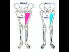 https://image.noelshack.com/fichiers/2021/32/6/1628956548-hanches-et-femur-homme-femme.jpg