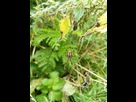 https://image.noelshack.com/fichiers/2021/33/4/1629362975-argiope-femelle.jpg