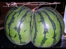 https://image.noelshack.com/fichiers/2021/33/4/1629376649-watermelon-shaped-like-ass.jpg