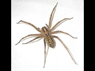 https://image.noelshack.com/fichiers/2021/33/5/1629413123-220px-hobo-spider.jpg