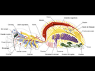 https://image.noelshack.com/fichiers/2021/33/5/1629418103-700px-spider-internal-anatomy-fr-svg.png