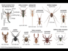 https://image.noelshack.com/fichiers/2021/33/5/1629418256-diversity-arachnids.jpg