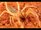 https://image.noelshack.com/fichiers/2021/33/5/1629418609-camel-spider.jpg